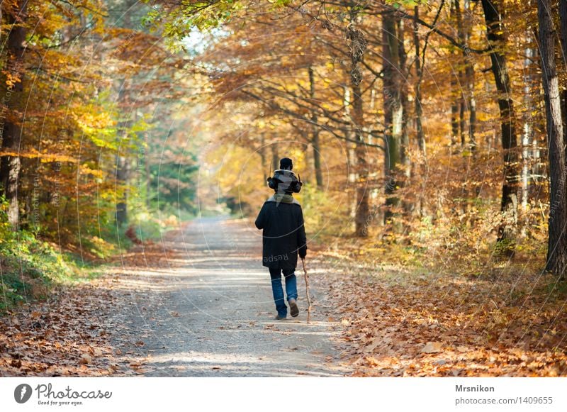 das wandern Mensch Kind Junge Mann Erwachsene Eltern Vater Familie & Verwandtschaft Kindheit Leben 2 3-8 Jahre 30-45 Jahre Natur Wald gehen Herbst Herbstlaub