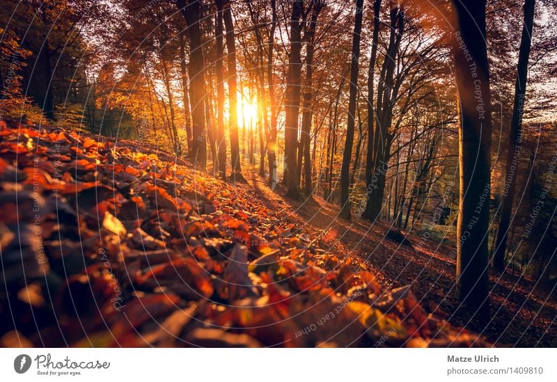 Sonnenwald 3 Umwelt Natur Sonnenaufgang Sonnenuntergang Sonnenlicht Herbst Schönes Wetter Wärme Baum Blatt Wald Hügel Herbstwald Blätterdach Laubbaum Farbfoto