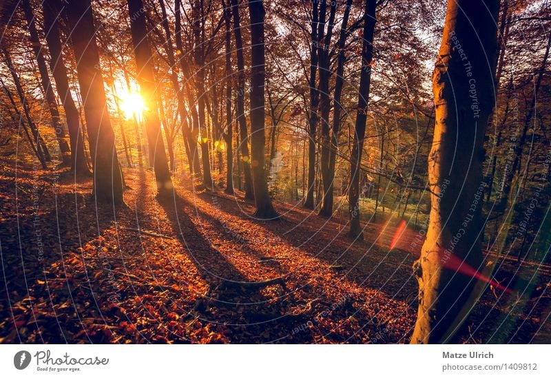 Sonnenwald 2 Umwelt Natur Landschaft Pflanze Sonnenaufgang Sonnenuntergang Sonnenlicht Herbst Schönes Wetter Baum Blatt Laubwald Laubbaum Herbstwald herbstsonne