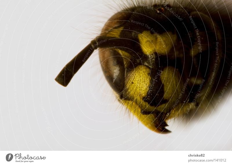 Hungertod Wespen Wespennest Kopf Fühler Schere Haare & Frisuren Auge Insekt Biene Stachel Bienenwaben gelb schwarz Berliner Verkehrsbetriebe verhungern Tod