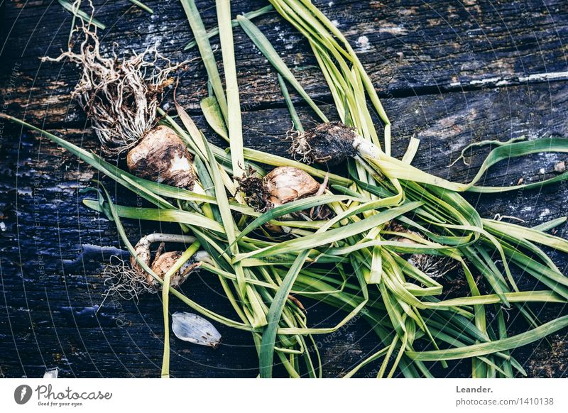 Blumenzwiebeln Gartenarbeit Pflanze Holz einzigartig kalt blau braun grün Gefühle Idee Idylle innovativ Inspiration Kreativität Kunst Umweltverschmutzung