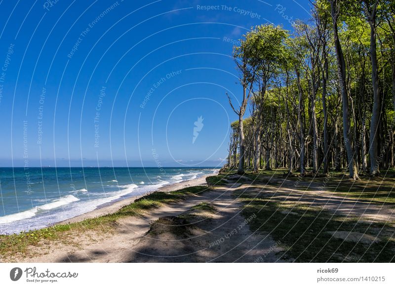 Küstenwald an der Ostseeküste Erholung Ferien & Urlaub & Reisen Strand Meer Wellen Natur Landschaft Wasser Wolken Baum Wald Wege & Pfade blau Romantik Idylle