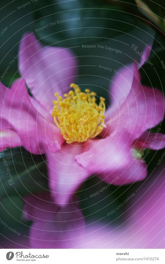 blühend Natur Pflanze Sommer Blatt Blüte Grünpflanze Wildpflanze exotisch Stimmung gelb violett rosa Blühend Blütenknospen Blütenblatt Blütenstempel Farbfoto