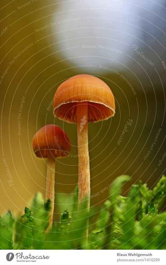 Zwei Männlein stehn im Walde .... Umwelt Natur Pflanze Herbst Schönes Wetter Moos stehen blau braun grün Pilz Pilzhut Lamelle Farbfoto Gedeckte Farben