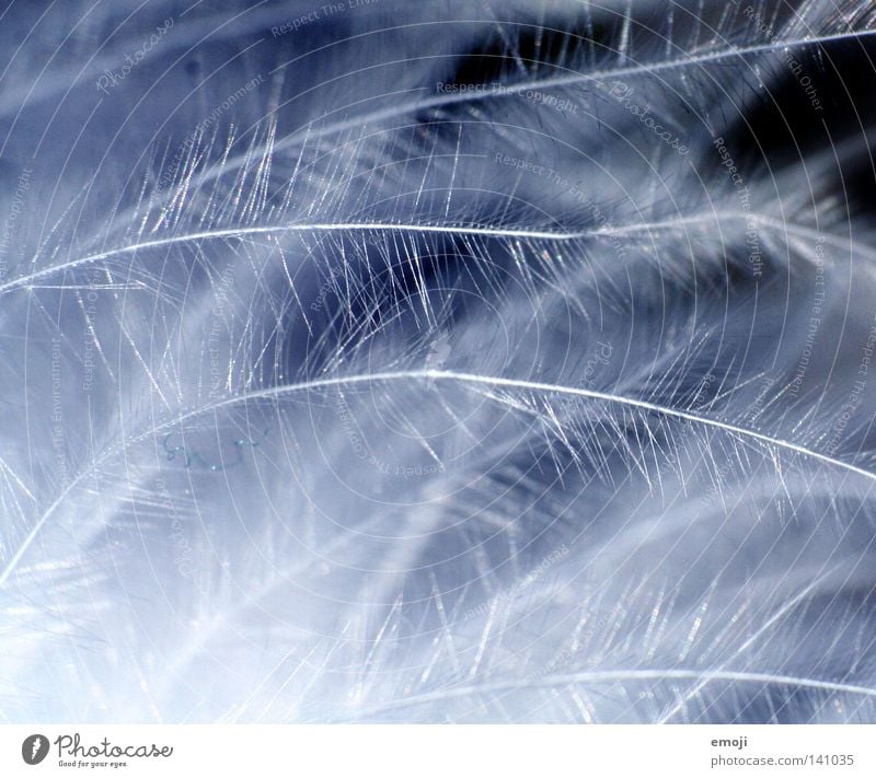 leicht dunkel Verlauf Licht weich zart fein Staubwedel Makroaufnahme Unschärfe weiß Schwäche Spielen Nahaufnahme Feder blau hell blue dark light supermacro