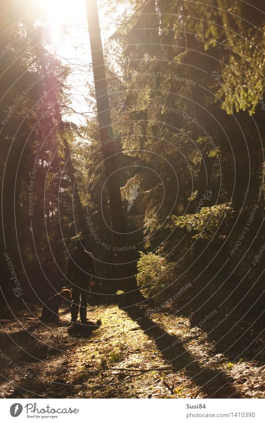 Sonne im Wald maskulin Junger Mann Jugendliche 1 Mensch 30-45 Jahre Erwachsene Baum Kiefer Fichte Fußweg Haustier Hund Jagdhund Tier Erholung leuchten Duft