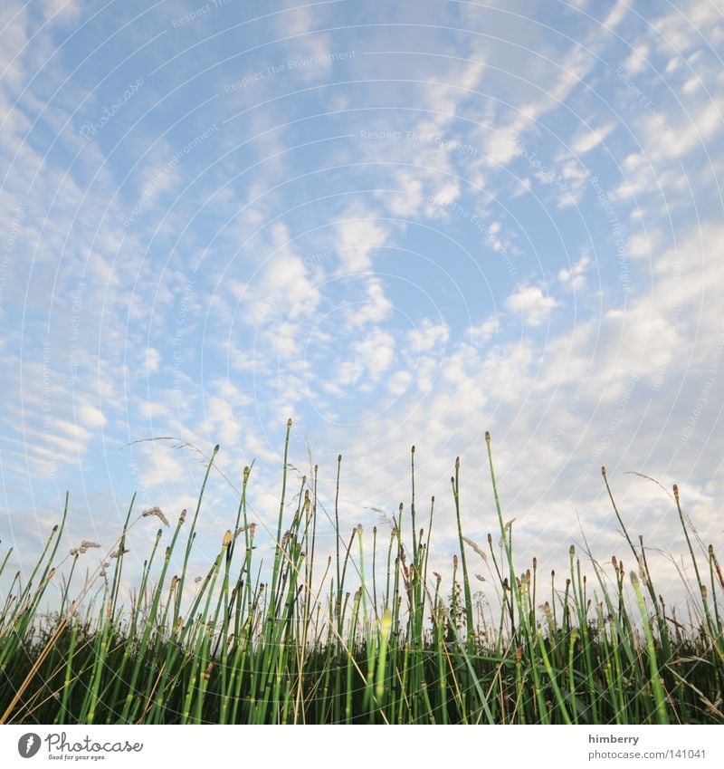 bett im kornfeld Feld Bauernhof Getreide Weide Gras Natur Landschaft Landschaftsformen Himmel Landwirtschaft Stengel Halm Pflanze ökologisch Bioprodukte