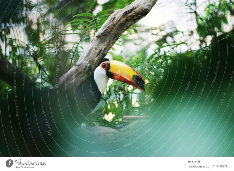 Tukan Natur Tier Pflanze Baum Sträucher Wildtier Vogel Tiergesicht 1 Stimmung Tukane exotisch Urwald Südamerika Schnabel schön wild Reisefotografie tierisch