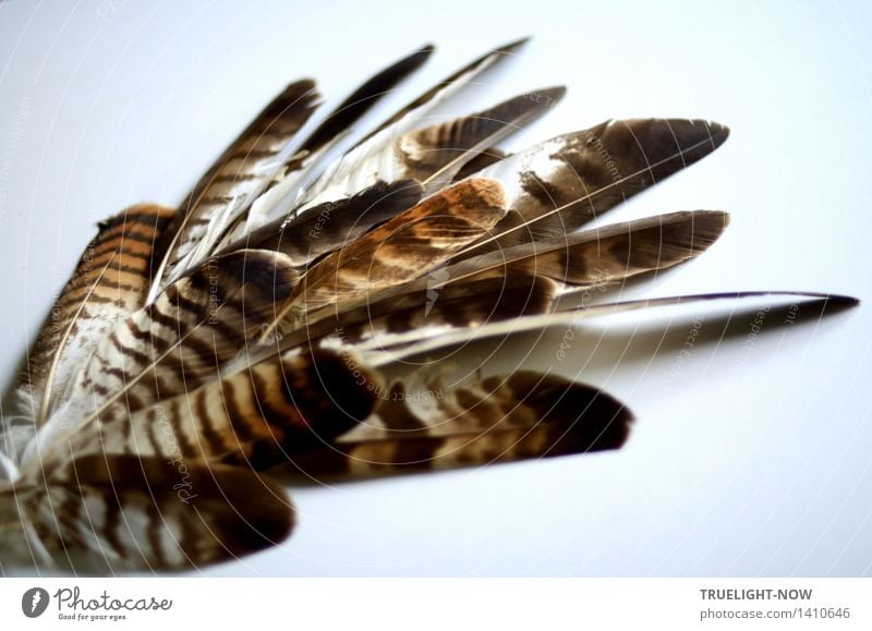 Nie wollte ich Schamane werden - Umwelt Natur Tier Urelemente Luft Frühling Sommer Herbst Winter Wind Feder Bussard Jagd Kommunizieren authentisch