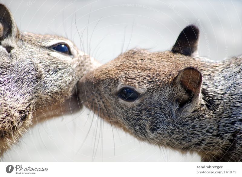 Geschwisterliebe Eichhörnchen Nagetiere Küssen Tier Zärtlichkeiten Zuneigung drücken Umarmen Liebe Liebespaar berühren Romantik Zusammensein Partnerschaft