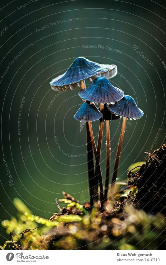 Heimliche Herrscher des Waldes Umwelt Natur Pflanze Herbst Moos stehen schön braun grau grün schwarz Lamelle Helmling Farbfoto Gedeckte Farben Außenaufnahme