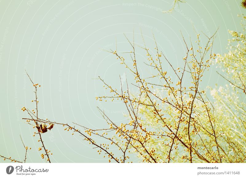 herbstfrische Umwelt Natur Pflanze Luft Himmel Wolkenloser Himmel Herbst Klima Schönes Wetter Baum Blatt Blüte Grünpflanze Wildpflanze dünn authentisch hoch