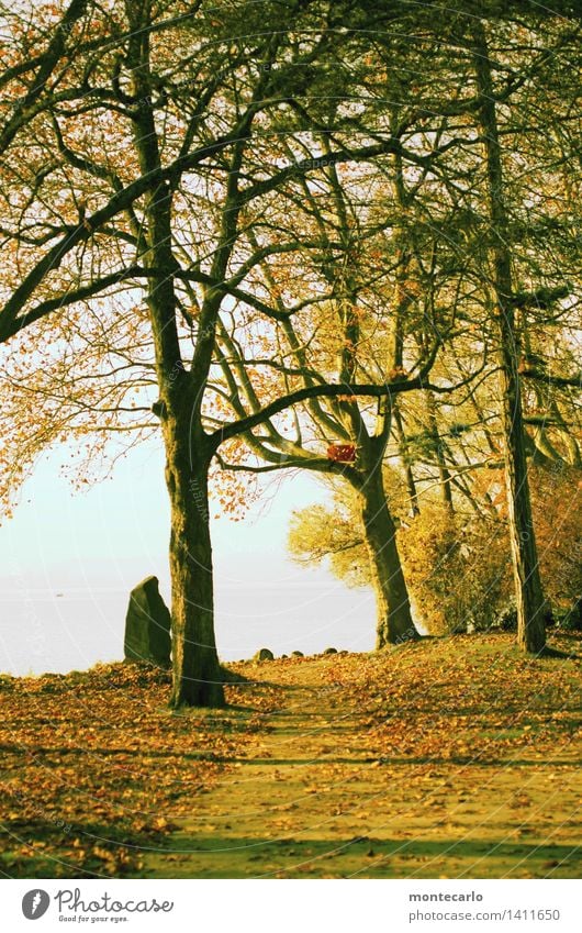 der weg... Umwelt Natur Landschaft Urelemente Erde Luft Wasser Himmel Wolkenloser Himmel Horizont Sonne Sonnenlicht Herbst Klima Schönes Wetter Pflanze Baum