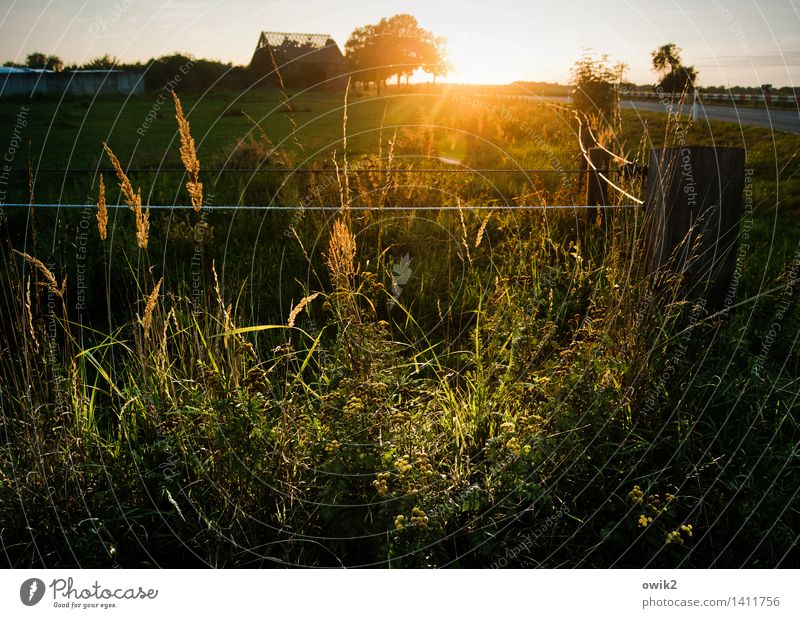 Lichtdurchlässig Umwelt Natur Landschaft Pflanze Himmel Horizont Klima Schönes Wetter Baum Gras Sträucher Wiese Weide Ruine Scheune leuchten glänzend hell