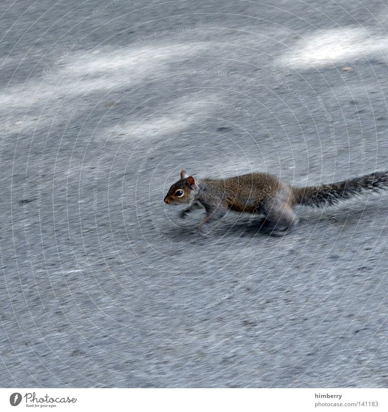 photobeagle Eichhörnchen Tier Zoo laufen springen Park Wildtier süß Kopf Asphalt Straße Beton Bodenbelag Motivation Säugetier Frühling Garten angshase rennen