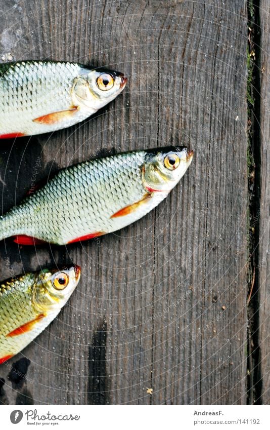 Anglerglück Fischereiwirtschaft fischig Fischmarkt Köderfisch Rotauge Karpfen Kieme Holz schleimig fischgeruch rotfeder Tod Angelköder schuppig Tiergesicht