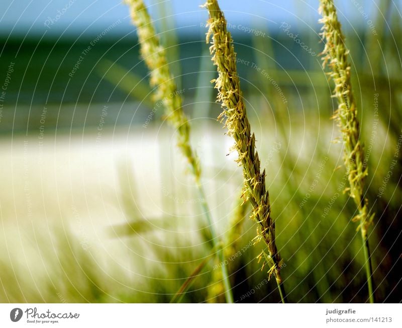 Küste Gras Strand Meer Ostsee Natur Ähren grün blau Umwelt Ferien & Urlaub & Reisen Erholung Himmel Pflanze Farbe Sommer strandhafer rispe