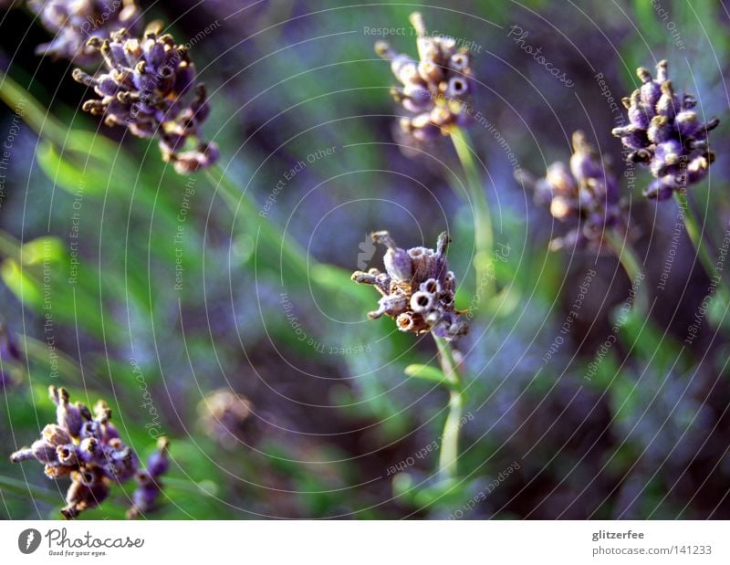 meer der düfte Lavendel violett Blume Blüte Pflanze Sommer Wachstum grün Geruch Kleiderschrank Seife Feld Parfum Provence Frankreich Lippenblüter