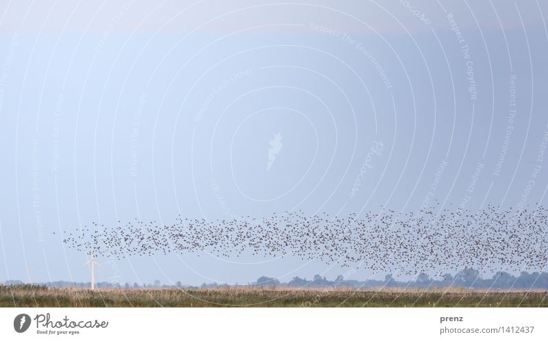 Spur der Stare Umwelt Natur Landschaft Tier Himmel Sommer Herbst Schönes Wetter Küste Ostsee Wildtier Vogel Schwarm blau grau viele Darß Windrad Farbfoto