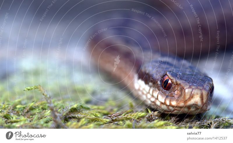 .....zu nah! Umwelt Natur Pflanze Tier Erde Moos Wald Wildtier Schlange Tiergesicht Schuppen Kreuzotter Schlangenauge 1 entdecken bedrohlich Ekel exotisch braun