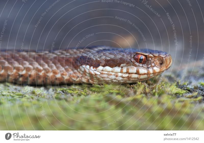 lautlos Natur Tier Erde Moos Wald Moor Sumpf Schlange Tiergesicht Schuppen Kreuzotter Reptil 1 beobachten bedrohlich listig braun grau grün Wachsamkeit