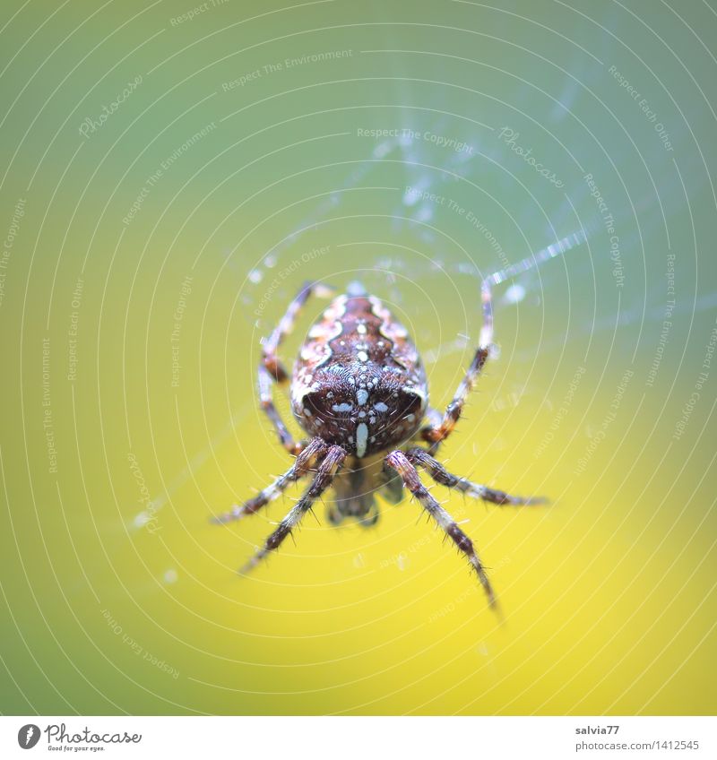 Warten auf... Umwelt Natur Tier Gewitterwolken Sommer Herbst Garten Spinne Gartenkreuzspinne Kreuzspinne 1 beobachten berühren festhalten hängen warten klein