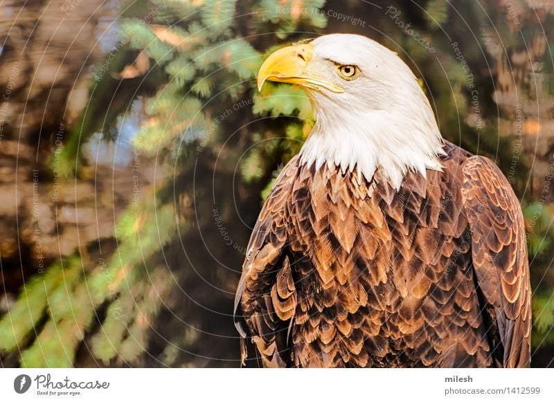 Beobachtete Umgebung des Weißkopfseeadlers Tier Vogel frei stark wild braun gelb weiß Kraft Amerikaner Beautyfotografie Tierwelt amerika Schnabel schließen Kamm