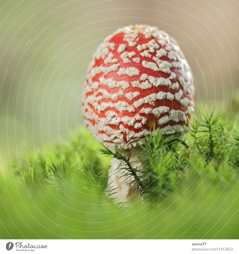 Giftzwerg Umwelt Natur Tier Erde Herbst Pflanze Moos Fliegenpilz Pilz Pilzhut Wald ästhetisch exotisch natürlich niedlich positiv schön weich grün rot weiß