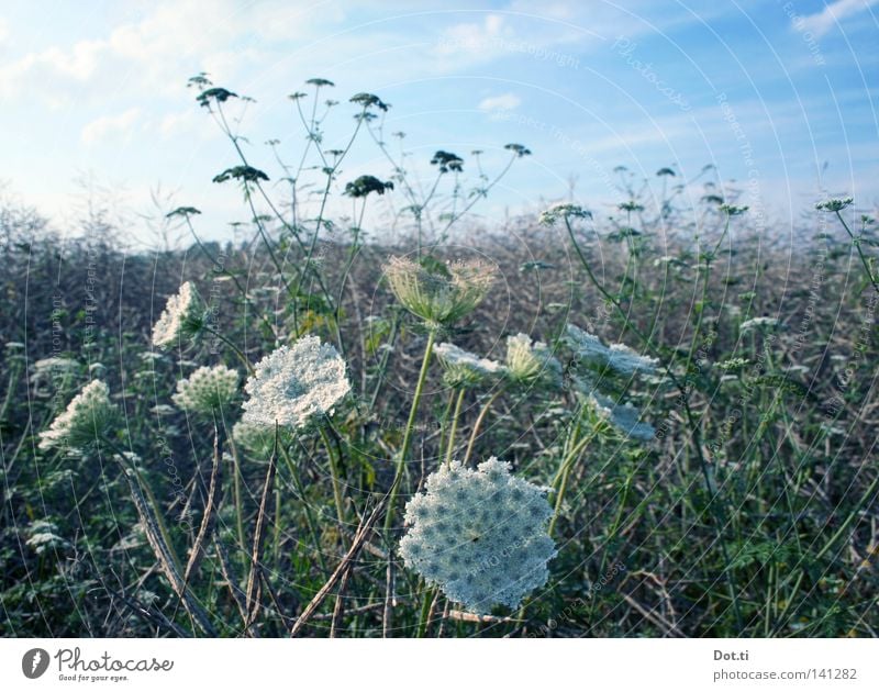 DoppelNull an Doppeldolde Sommer Natur Pflanze Schönes Wetter Blüte Feld Blühend verblüht Wachstum Romantik Idylle Kreuzblütler Doldenblüte sprießen