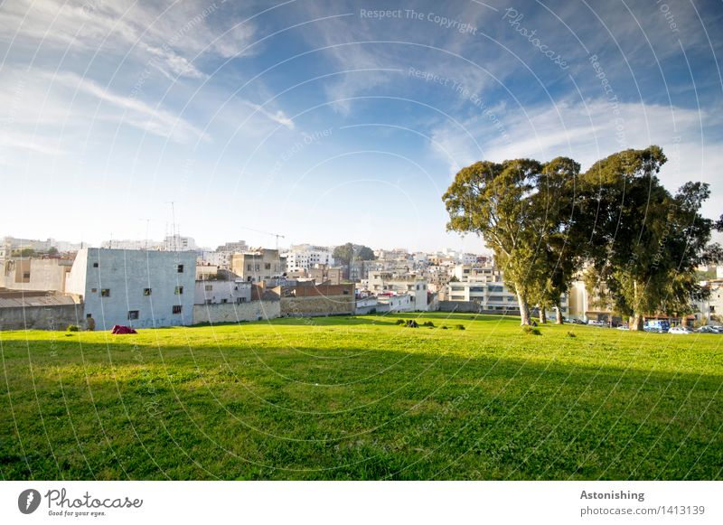 die Bäume bewachen die Stadt Umwelt Natur Pflanze Luft Himmel Wolken Horizont Sonne Sommer Wetter Schönes Wetter Baum Park Wiese Tanger Marokko Altstadt Haus