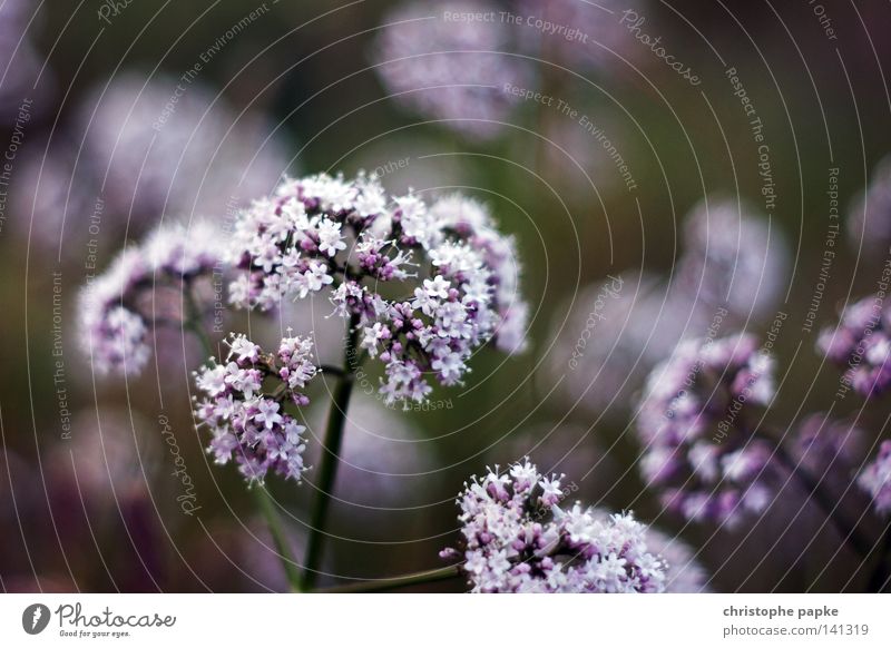 Bienchen und... Blume Blüte Baldrian Pflanze Natur Feld Romantik lieblich Blühend Wachstum pflanzlich ködern Duft Geruch Lavendel Sommer Abend Wiese