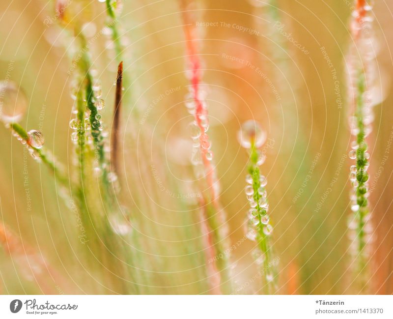 Tautropfen Umwelt Natur Pflanze Urelemente Wassertropfen Sonne Herbst Schönes Wetter Gras ästhetisch Fröhlichkeit Gesundheit nass natürlich schön gelb grün