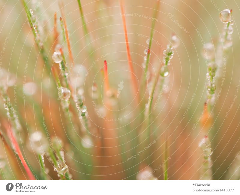 Tautropfen Umwelt Natur Pflanze Urelemente Wassertropfen Sonne Herbst Schönes Wetter Gras Garten Park Wiese ästhetisch Fröhlichkeit frisch nass natürlich schön