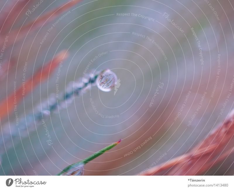 Solitär Umwelt Natur Pflanze Urelemente Wassertropfen Regen Gras Garten Park Wiese ästhetisch frisch nass natürlich schön grün rot achtsam ruhig Tau Farbfoto