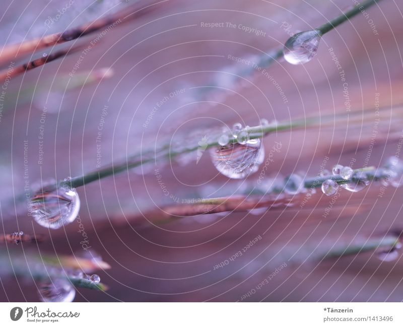 Tautropfen Umwelt Natur Pflanze Urelemente Wasser Wassertropfen Herbst Gras Garten Park Wiese ästhetisch frisch nass natürlich schön weich blau rosa türkis