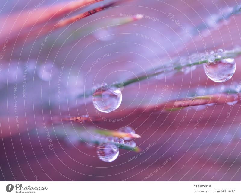 Tautropfen Umwelt Natur Pflanze Wassertropfen Herbst Gras Garten Park Wiese ästhetisch frisch nass natürlich schön blau violett achtsam ruhig Farbfoto