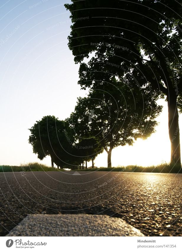 Asphalt Kiss Straße Perspektive Baum Sonne Gegenlicht Reflexion & Spiegelung glänzend Stein Teer fahren Fahrbahn Wege & Pfade Mittelstreifen