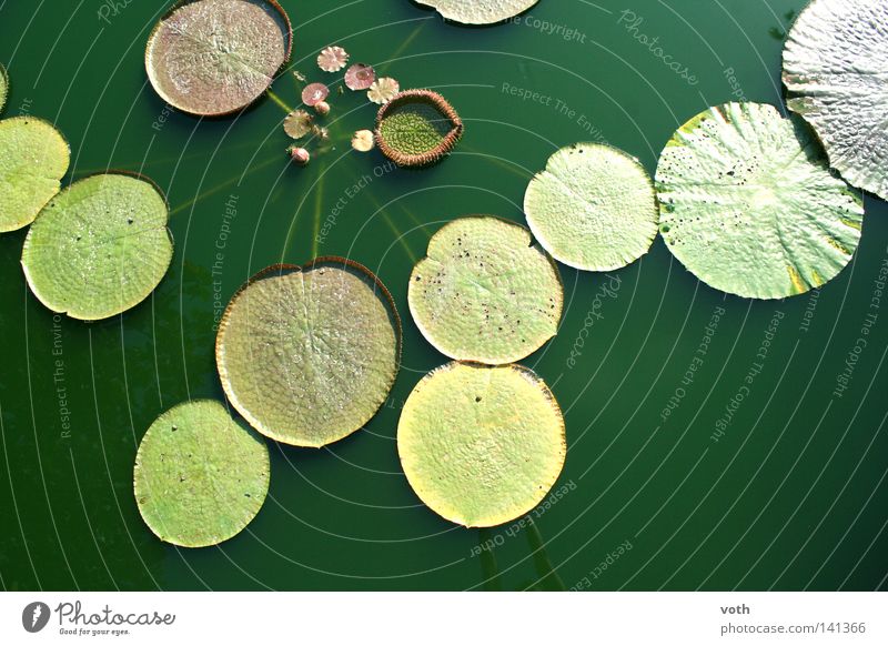 Teich biologisch Wasser Pflanze Blume Natur grün Blatt Bioprodukte