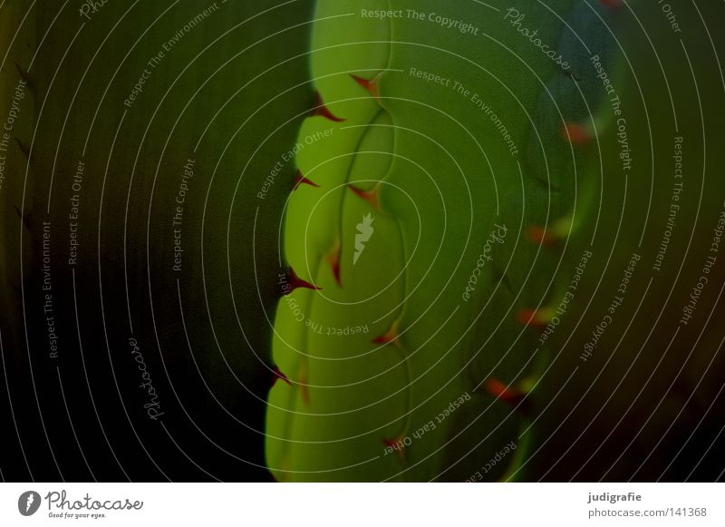 Agave Spitze stachelig Stachel Dorn Pflanze Natur grün Sukkulenten wehren Wasser ansammeln Strukturen & Formen Blatt Farbe Wüste