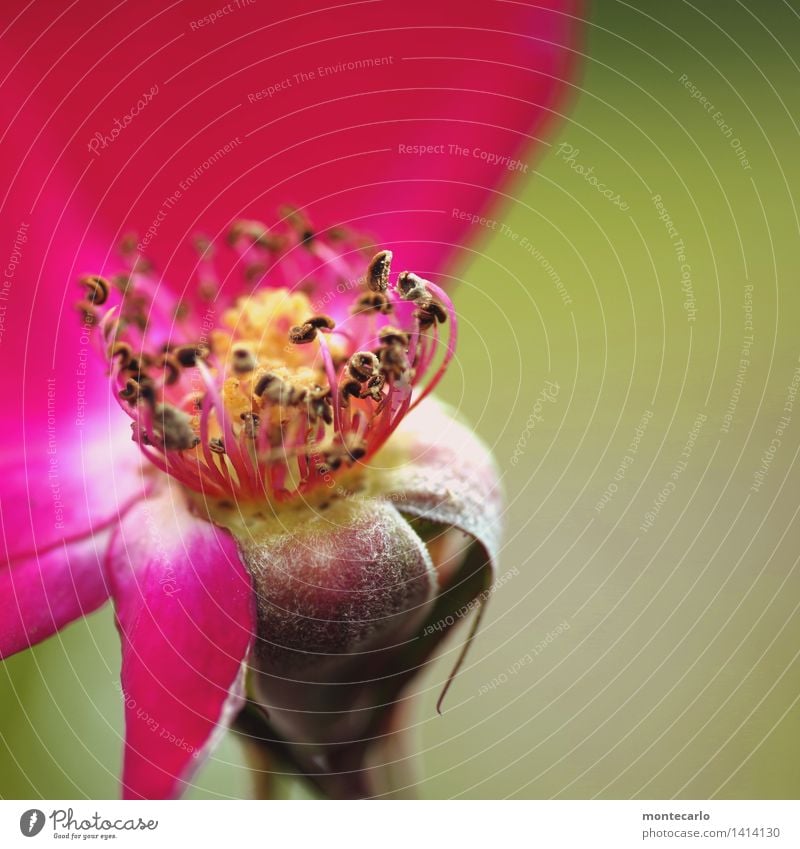 das ende naht Umwelt Natur Pflanze Herbst Blume Blatt Blüte Grünpflanze Wildpflanze Stempel alt dünn authentisch einzigartig kaputt klein natürlich rund wild