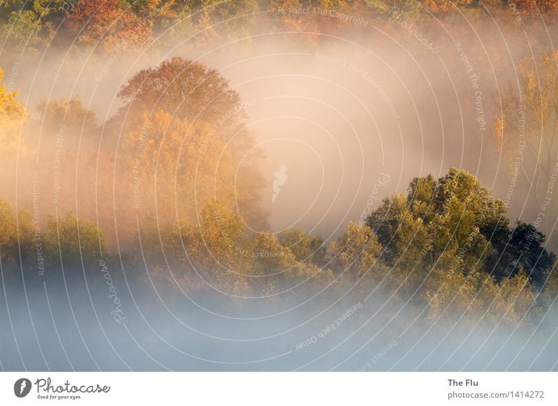 Morning has broken Umwelt Natur Landschaft Pflanze Herbst Schönes Wetter Nebel Baum Laubbaum Wald Hügel verblüht dehydrieren gelb gold grün Sehnsucht Stimmung