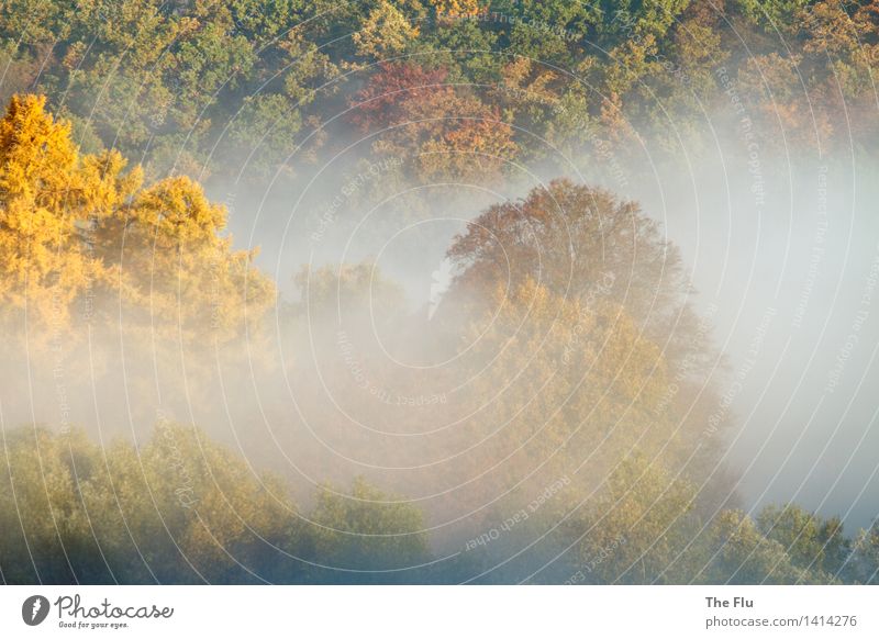 Umnebelt Umwelt Natur Landschaft Pflanze Sonnenaufgang Sonnenuntergang Sonnenlicht Herbst Wetter Schönes Wetter Nebel Baum Laubbaum Blatt Laubwald Wald Holz