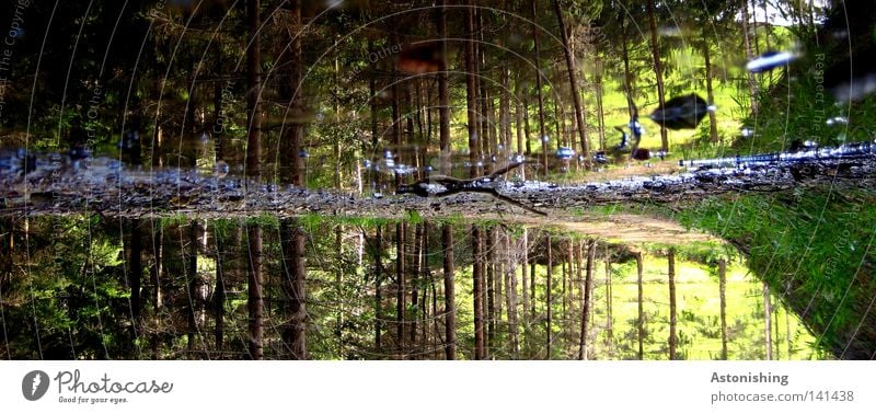 Lebensgrund Pflanze Baum Gras Wiese Wald grün Pfütze Baumstamm verkehrt Nadelbaum Licht Reflexion & Spiegelung Spiegelbild Vexierbild Wasserspiegelung