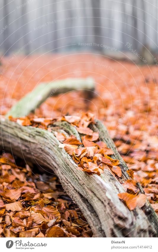 bedeckt Herbst Nebel Baum Wald Küste Ostsee braun mehrfarbig grau Gespensterwald Mecklenburg-Vorpommern Nienhagen Farbfoto Außenaufnahme Menschenleer