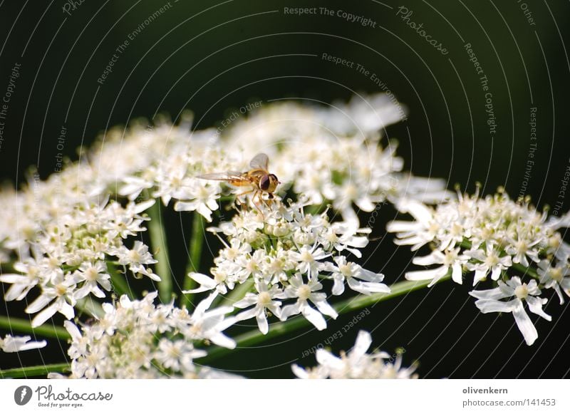 Insekt auf Riesen Bärenklau Giftpflanze 2008 Wespen Biene Blume weiß Blüte