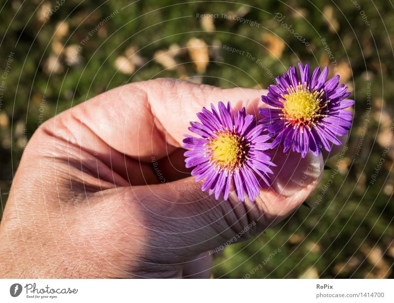 Herbstastern Wellness harmonisch Zufriedenheit Erholung Garten Haut Hand Finger Umwelt Natur Pflanze Wetter Schönes Wetter Blume Blüte Park Wiese wählen