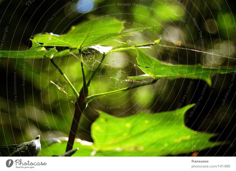 maple leaves Ahorn Blatt Sonnenstrahlen Sommer grün Spinnennetz Frieden sanft träumen sun sun beam beams forest spider spider web Glück friedlich