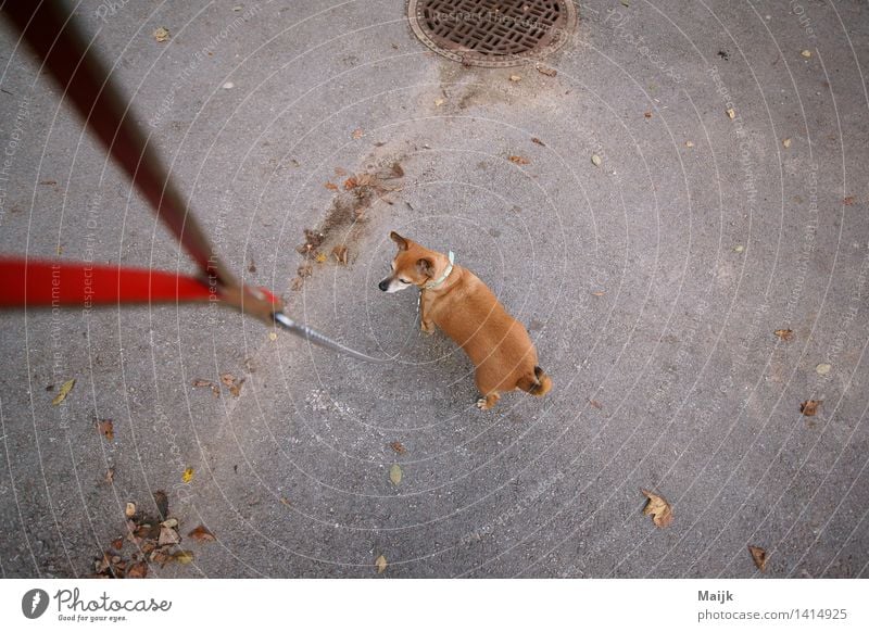 EL Chefe Straße Gully Tier Haustier Hund chiwawa 1 Hundeleine Kette Schnur gehen gut klein braun grau rot schwarz weiß Freundschaft Gelassenheit authentisch