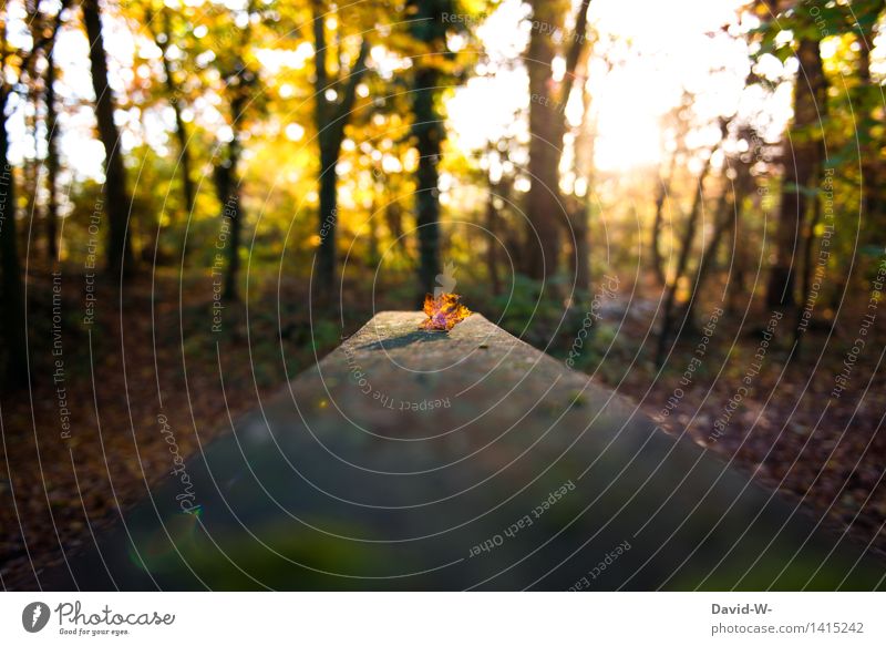 der Winter naht Umwelt Natur Landschaft Sonne Sonnenaufgang Sonnenuntergang Sonnenlicht Herbst Schönes Wetter Blatt kalt braun orange Gefühle Stimmung