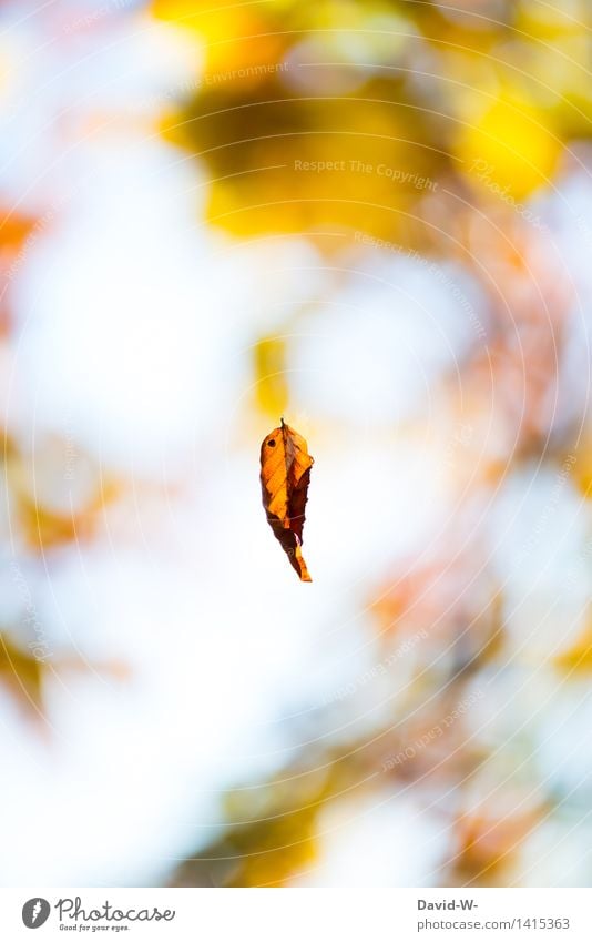 der Winter naht Umwelt Natur Luft Sonne Sonnenaufgang Sonnenuntergang Sonnenlicht Herbst Klima Wetter Schönes Wetter Wind Baum Blatt schön gelb orange